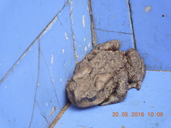 Duttaphrynus himalayanus