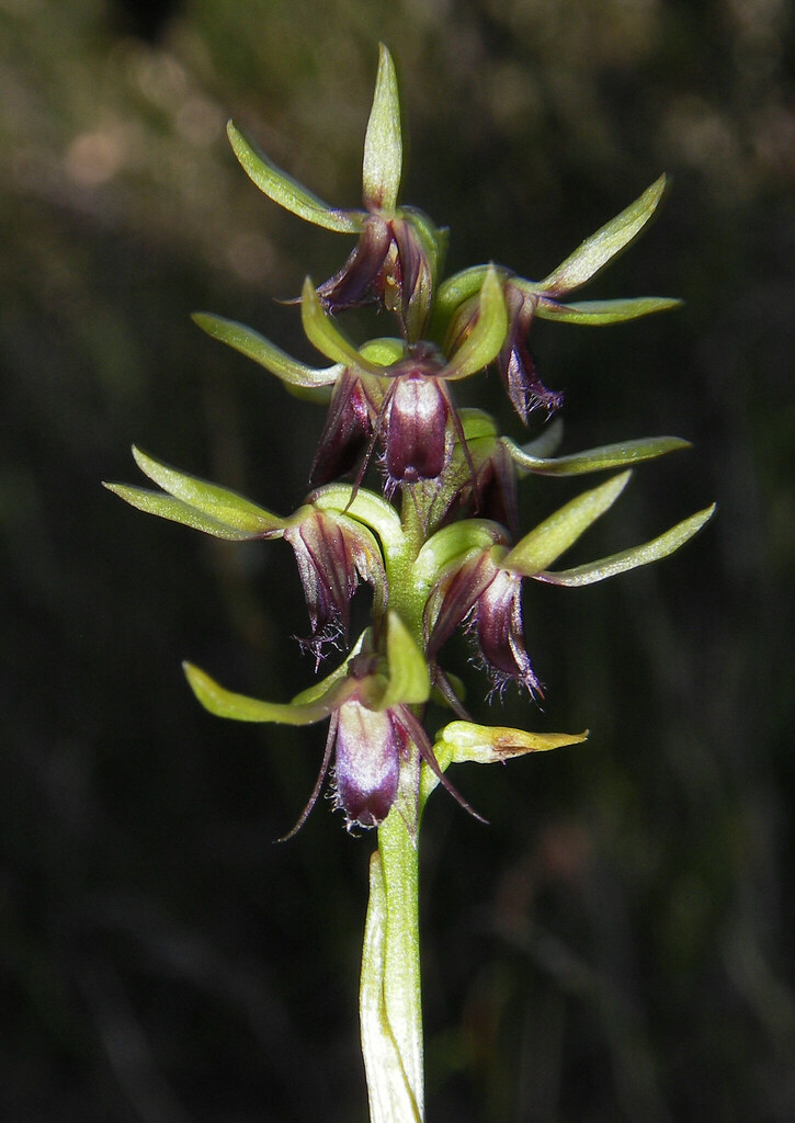Genoplesium carectum