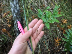 Carex longebrachiata