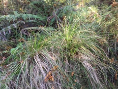 Carex longebrachiata