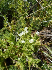 Stellaria littoralis