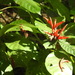 Aphelandra pulcherrima (Jacq.) Kunth