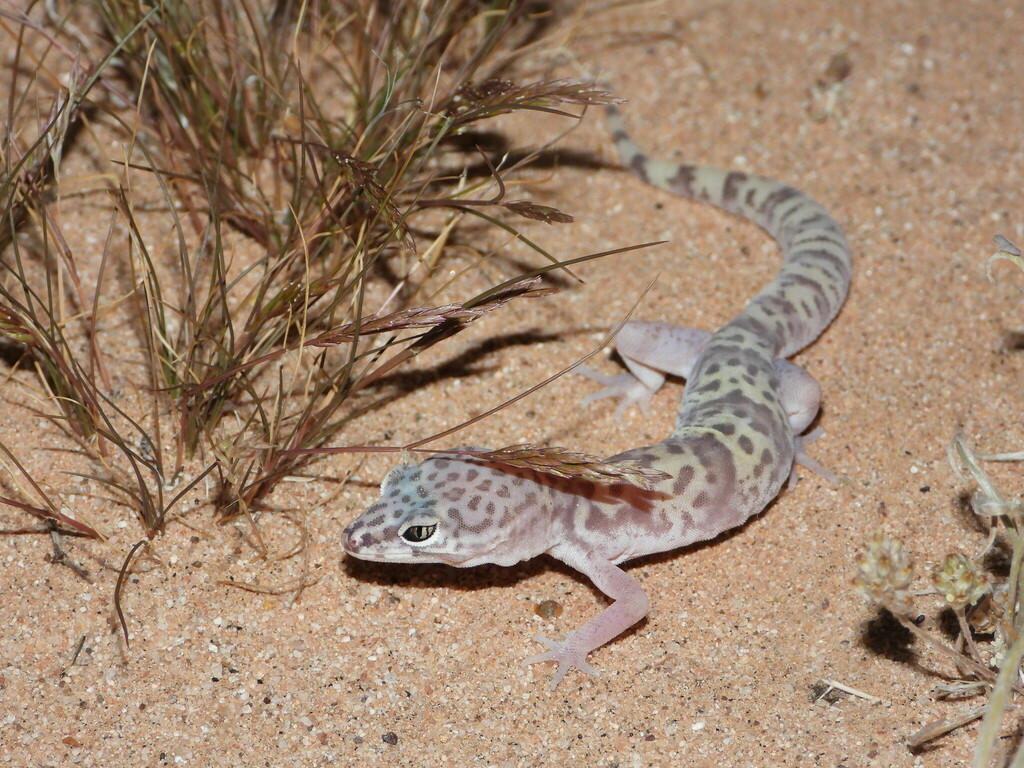 Western Banded Gecko from Yuma County, AZ, USA on April 1, 2023 at 07: ...