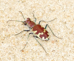 Cicindela formosa