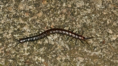 Cormocephalus esulcatus