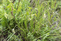 Allium rubens