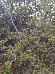 Schotia afra afra