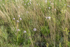 Allium nutans