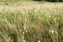 Allium nutans