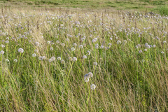 Allium nutans