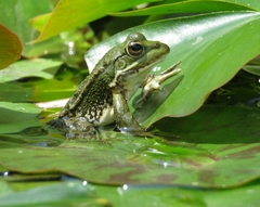 Pelophylax saharicus
