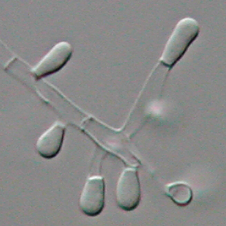 Representative image of Arthrodermataceae