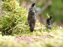 Xylaria cinerea