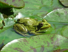 Pelophylax saharicus