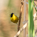 Belding's Yellowthroat - Photo (c) El Chivizcoyo, some rights reserved (CC BY-NC), uploaded by El Chivizcoyo