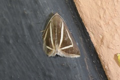 Chalciope delta