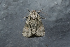 Acronicta transvalica