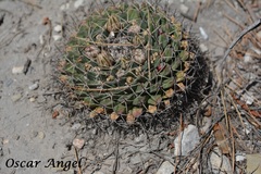Mammillaria meiacantha