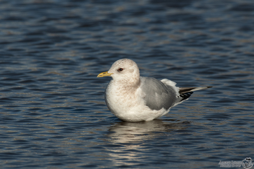 Short-billed Gull｜短嘴鸥 参考照片