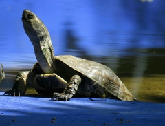 Mauremys leprosa leprosa