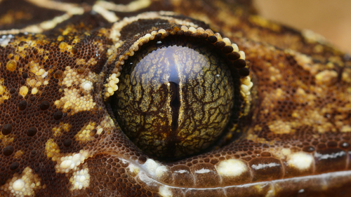 Cyrtodactylus peninsularis