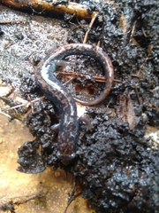 Pseudoeurycea leprosa