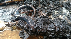 Pseudoeurycea leprosa