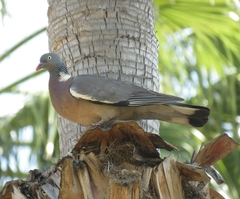Columba palumbus