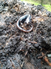 Pseudoeurycea leprosa