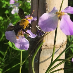 Xylocopa appendiculata appendiculata