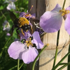Xylocopa appendiculata appendiculata
