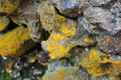 Flavoplaca citrina