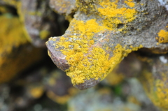 Flavoplaca citrina