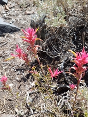 Castilleja linariifolia