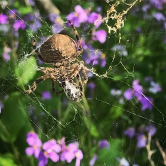 Araneus ventricosus