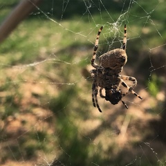 Araneus ventricosus