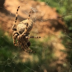 Araneus ventricosus
