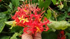 Ixora casei