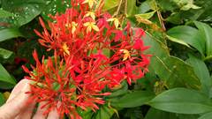 Ixora casei