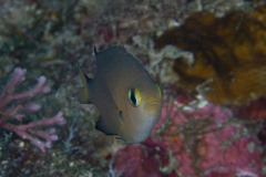 Pycnochromis atripes