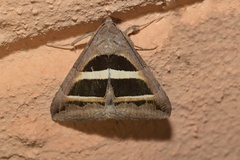 Grammodes bifasciata