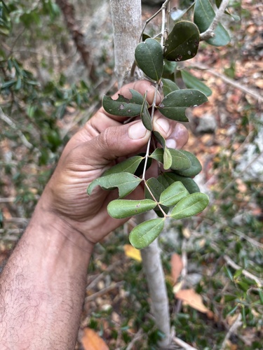 Eugenia woodburyana, 2024-02-05