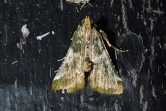 Pithyllis metachryseis