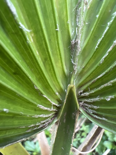 Gordon's pritchardia (Pritchardia gordonii)