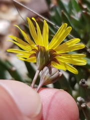 Crassothonna cacalioides