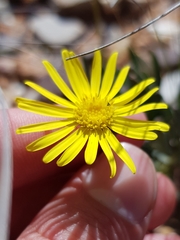 Crassothonna cacalioides