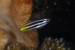 Halichoeres prosopeion