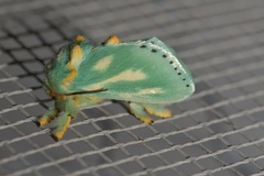 Coenobasis amoena