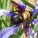 Xylocopa appendiculata appendiculata - Photo (c) John Howes, some rights reserved (CC BY-NC), uploaded by John Howes