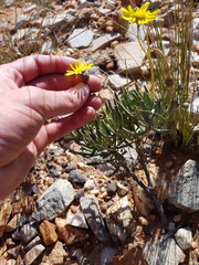 Crassothonna cacalioides